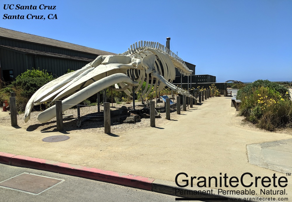 GraniteCrete permeable paving pathway alongside the blue whale skeleton at UC Santa Cruz.